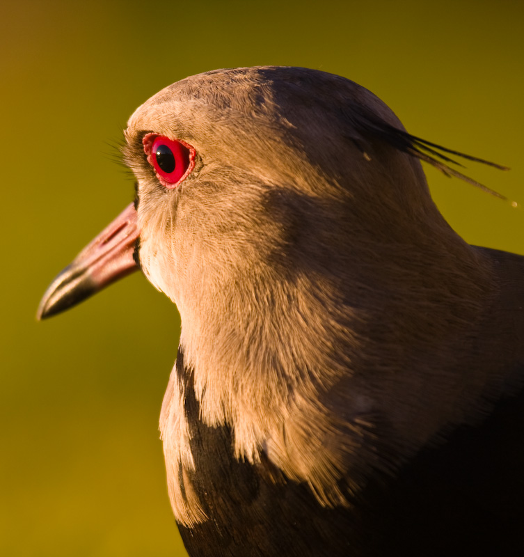 Southern Lapwing